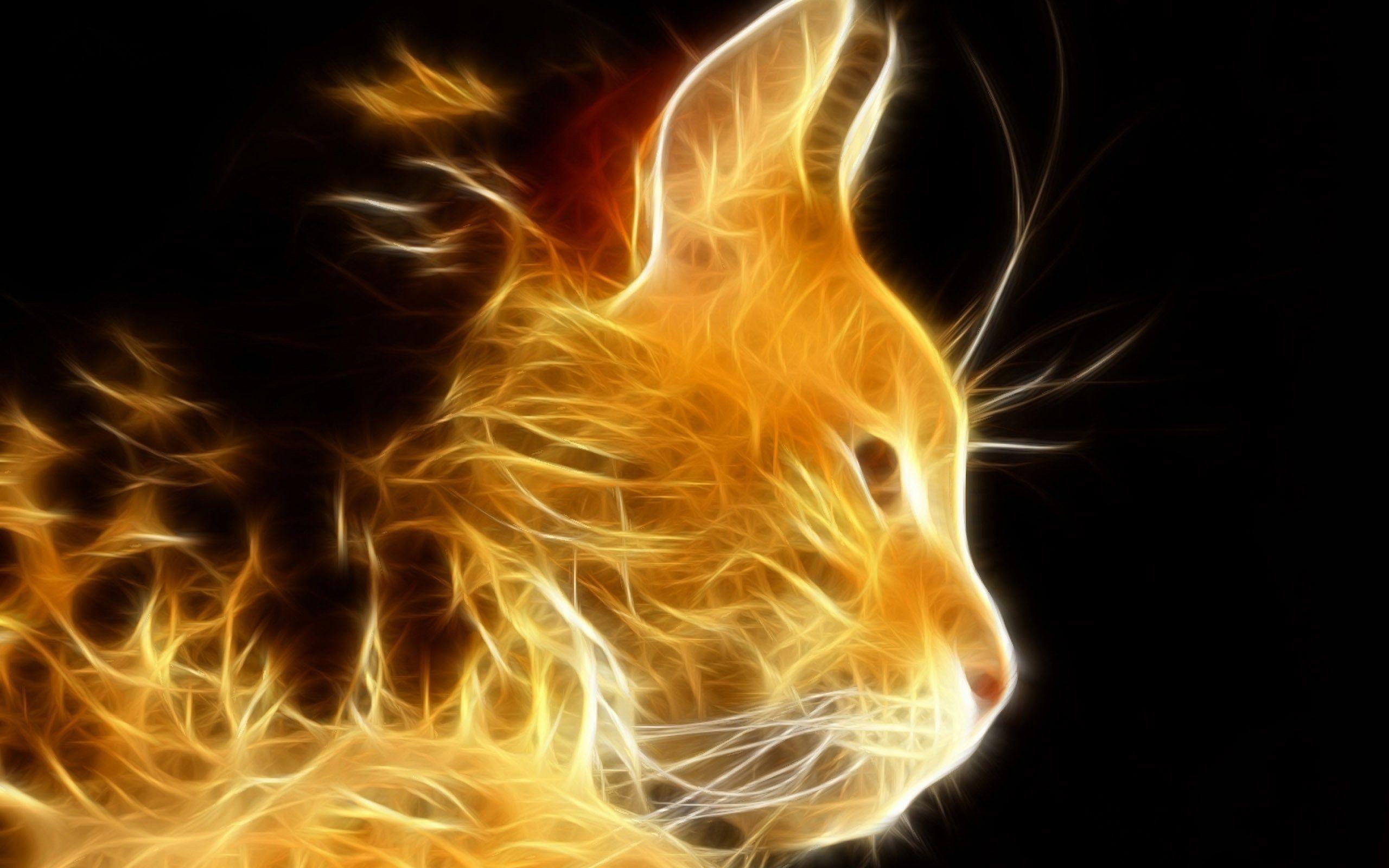 Kindle Fire Cat Wallpapers - Top Free Kindle Fire Cat Backgrounds