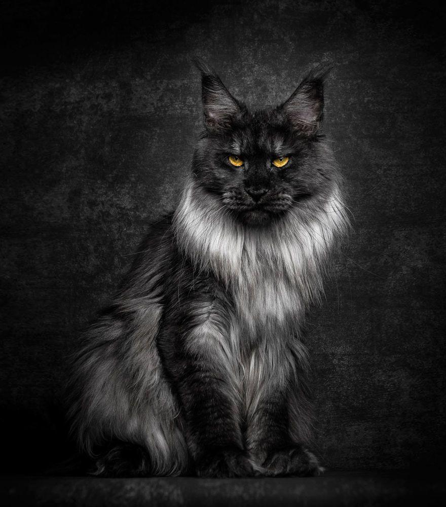 Maine Coon Cat Pictures  Download Free Images on Unsplash