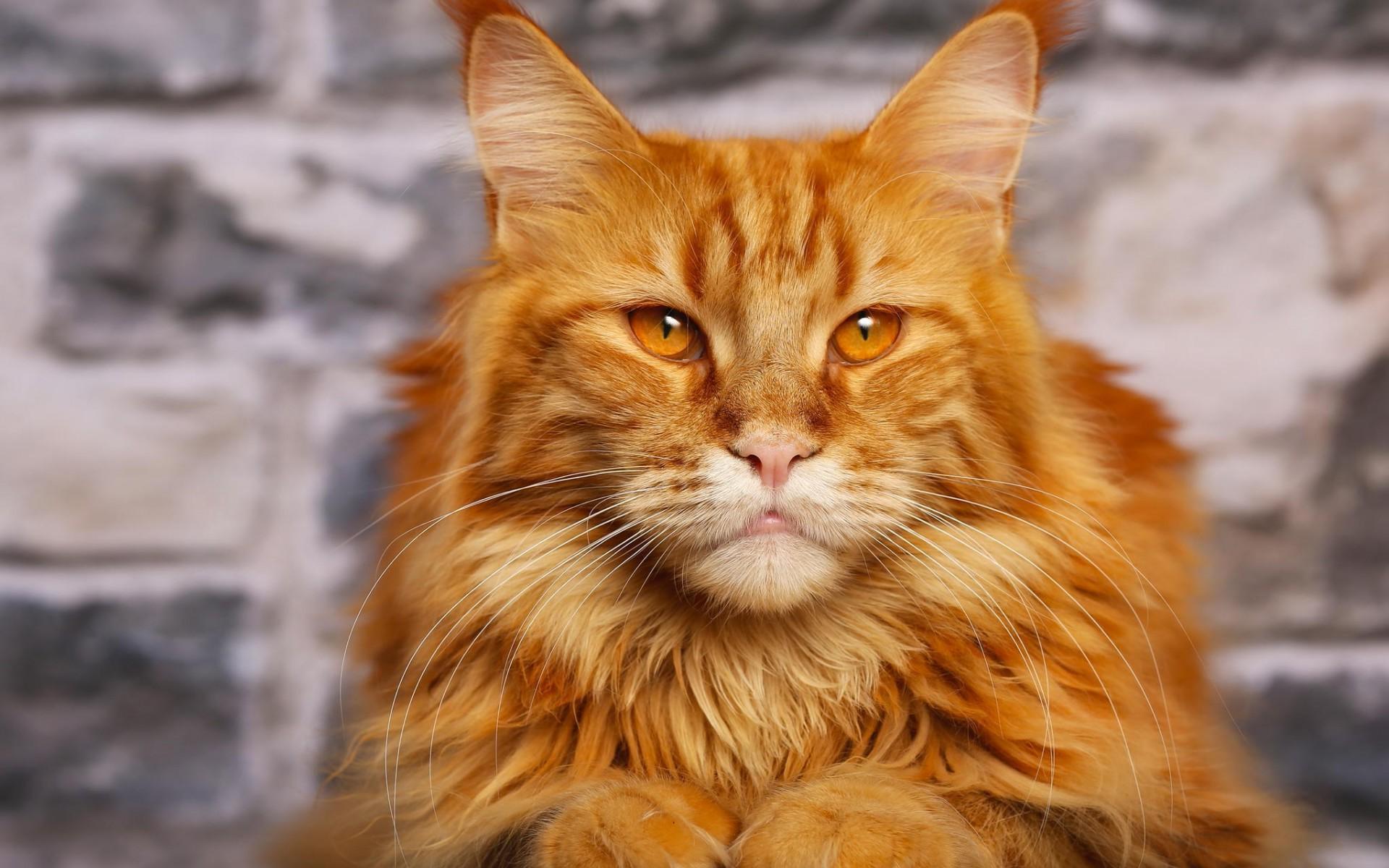 Orange Maine Coon Wallpapers Top Free Orange Maine Coon Backgrounds