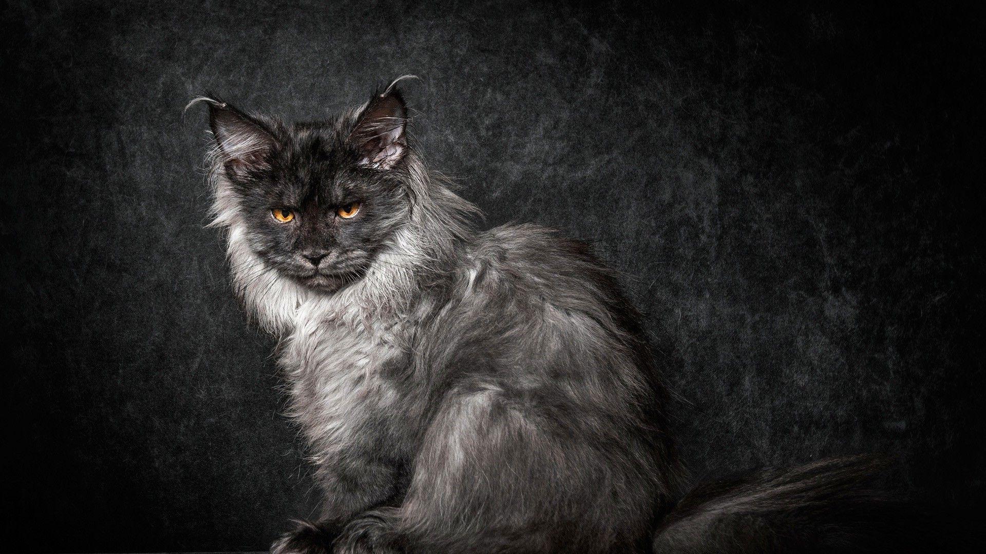 1920x1080 Maine Coon Wallpaper