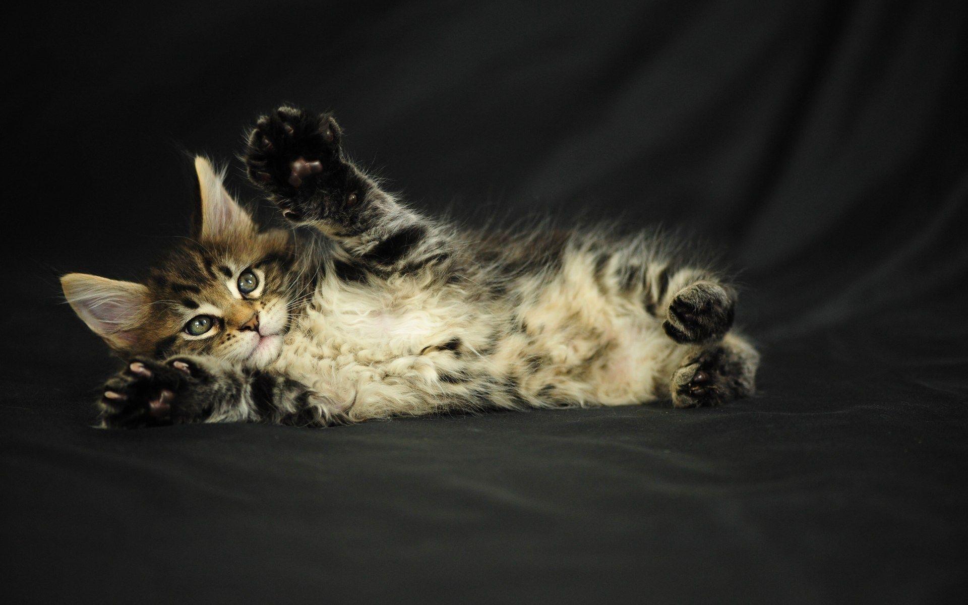 1920x1200 Free download playful Maine coon cat on a black background wallpaper and image [1920x1200] for your Desktop, Mobile & Tablet. Explore Maine Background Wallpaper. Maine Coon Wallpaper, Free Maine