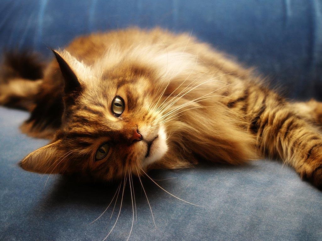 1024x768 Maine Coon Wallpaper