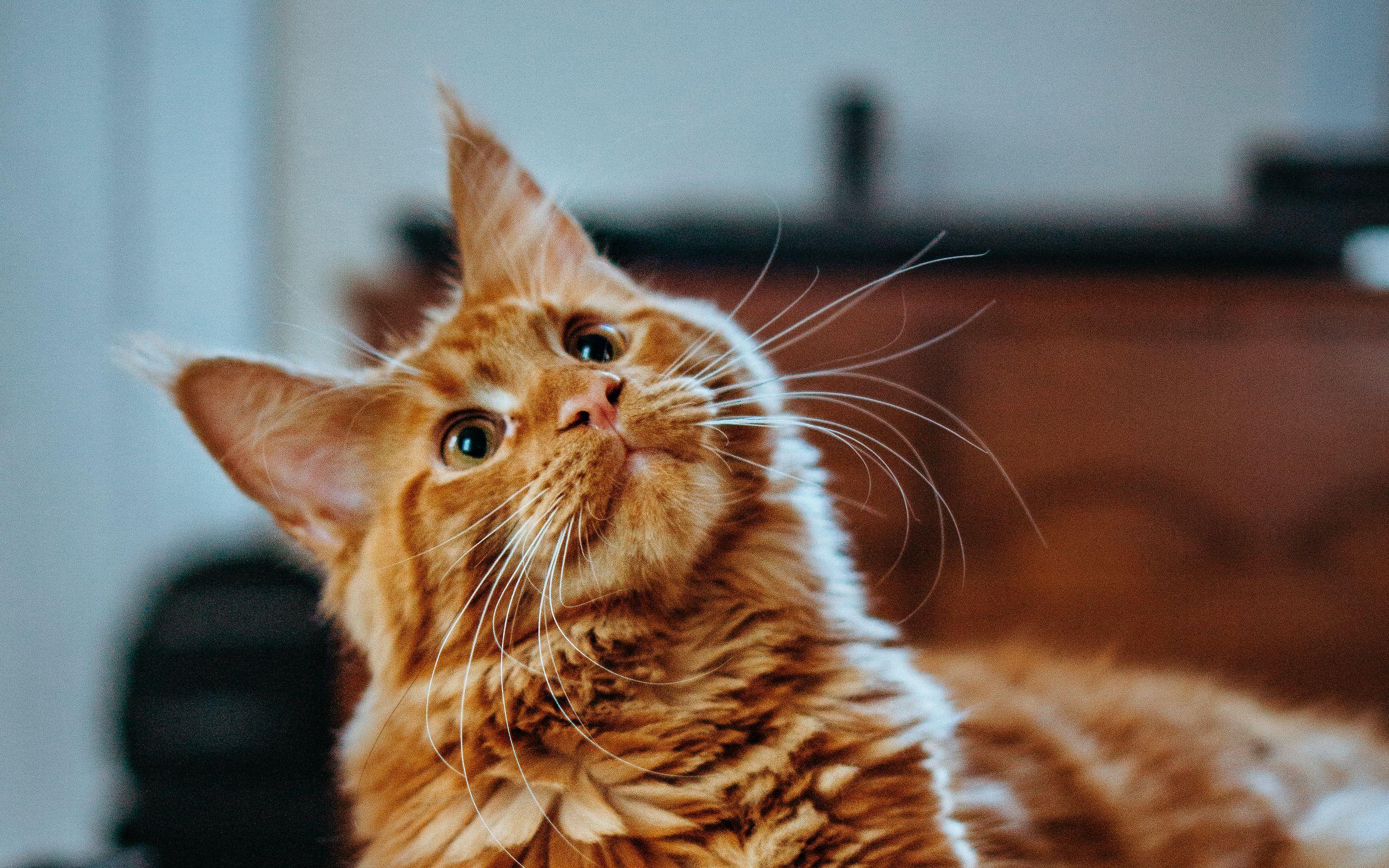 2560x1600 Download wallpaper 2560x1600 cat, maine coon, fluffy, glance, pet widescreen 16:10 HD background
