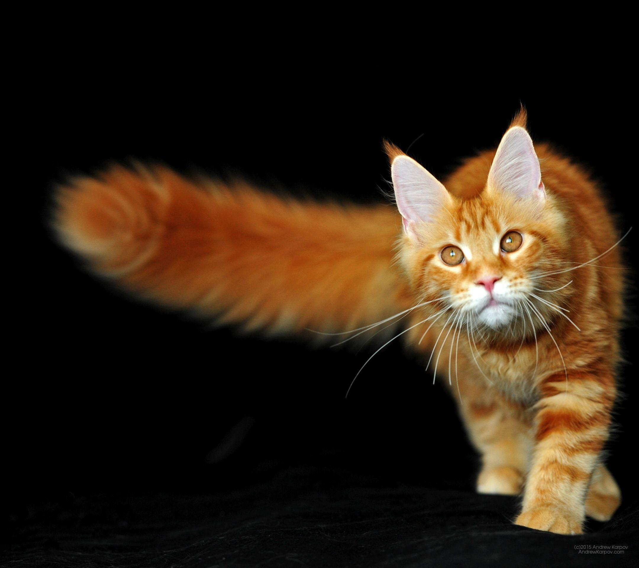 2160x1920 My Majestic Maine Coon Addiction