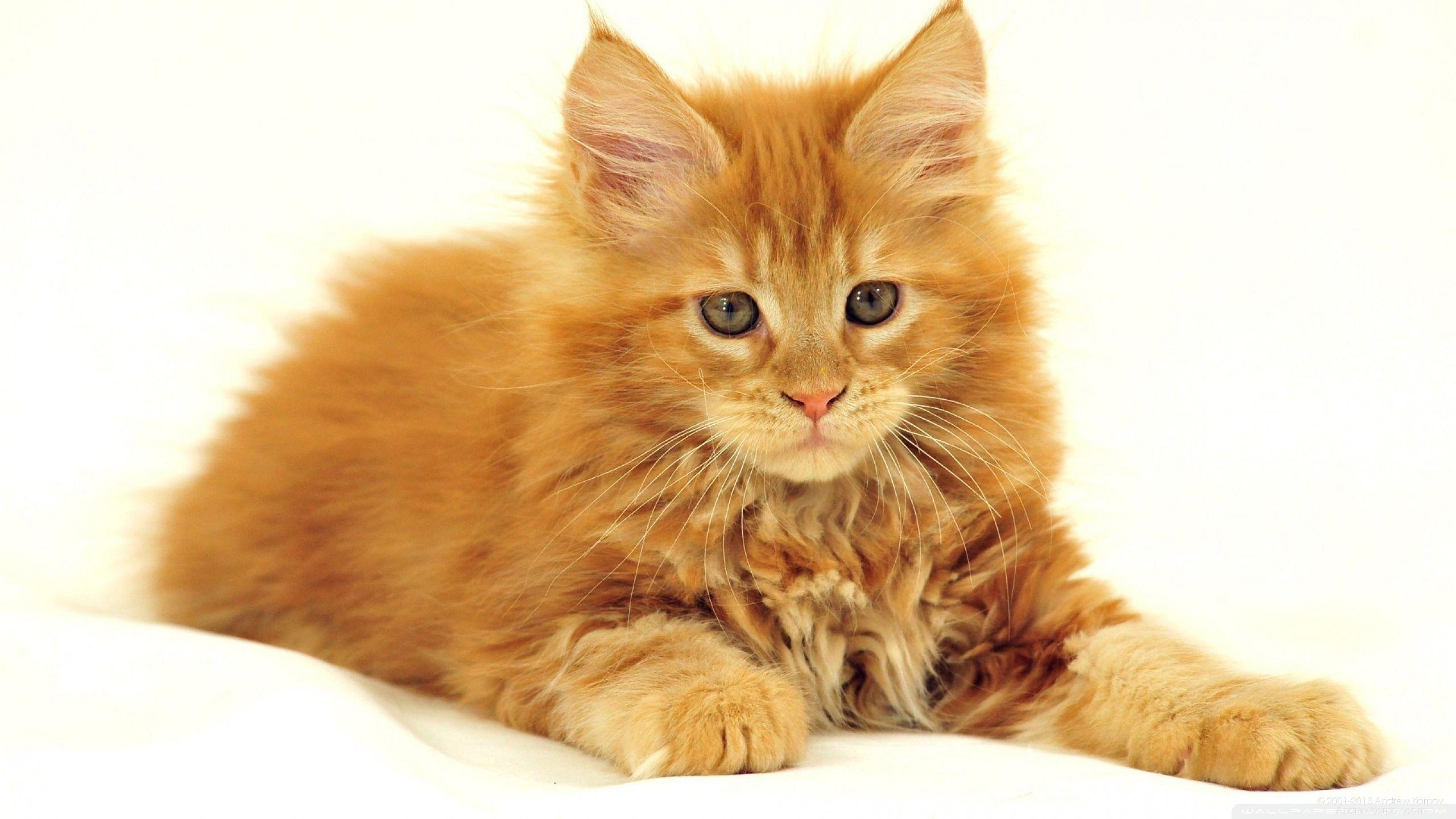 2560x1440 Maine Coon Cat Ultra HD Desktop Background Wallpaper for 4K UHD TV : Tablet