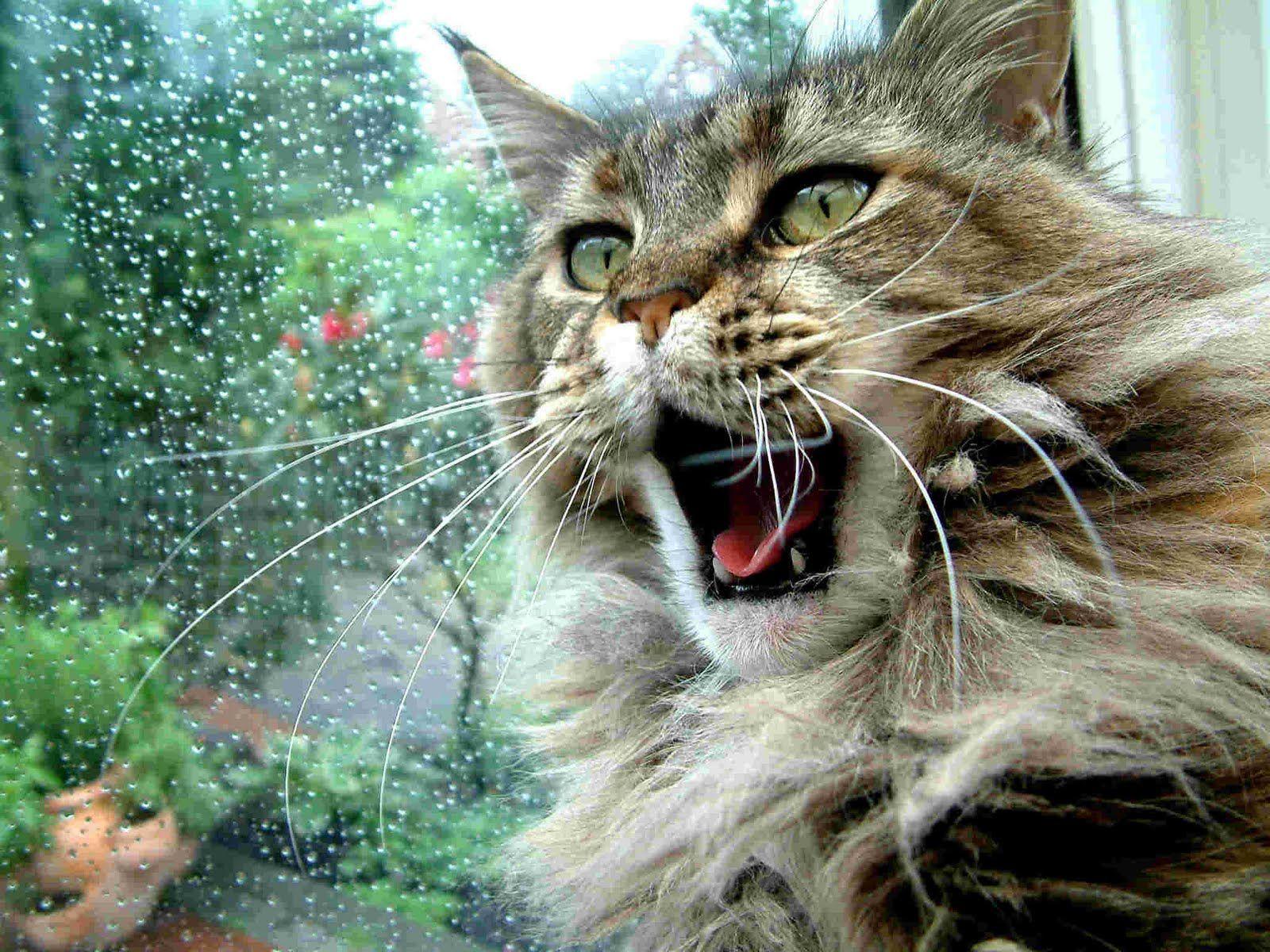 1600x1200 Pin On Maine Coon Cats Others