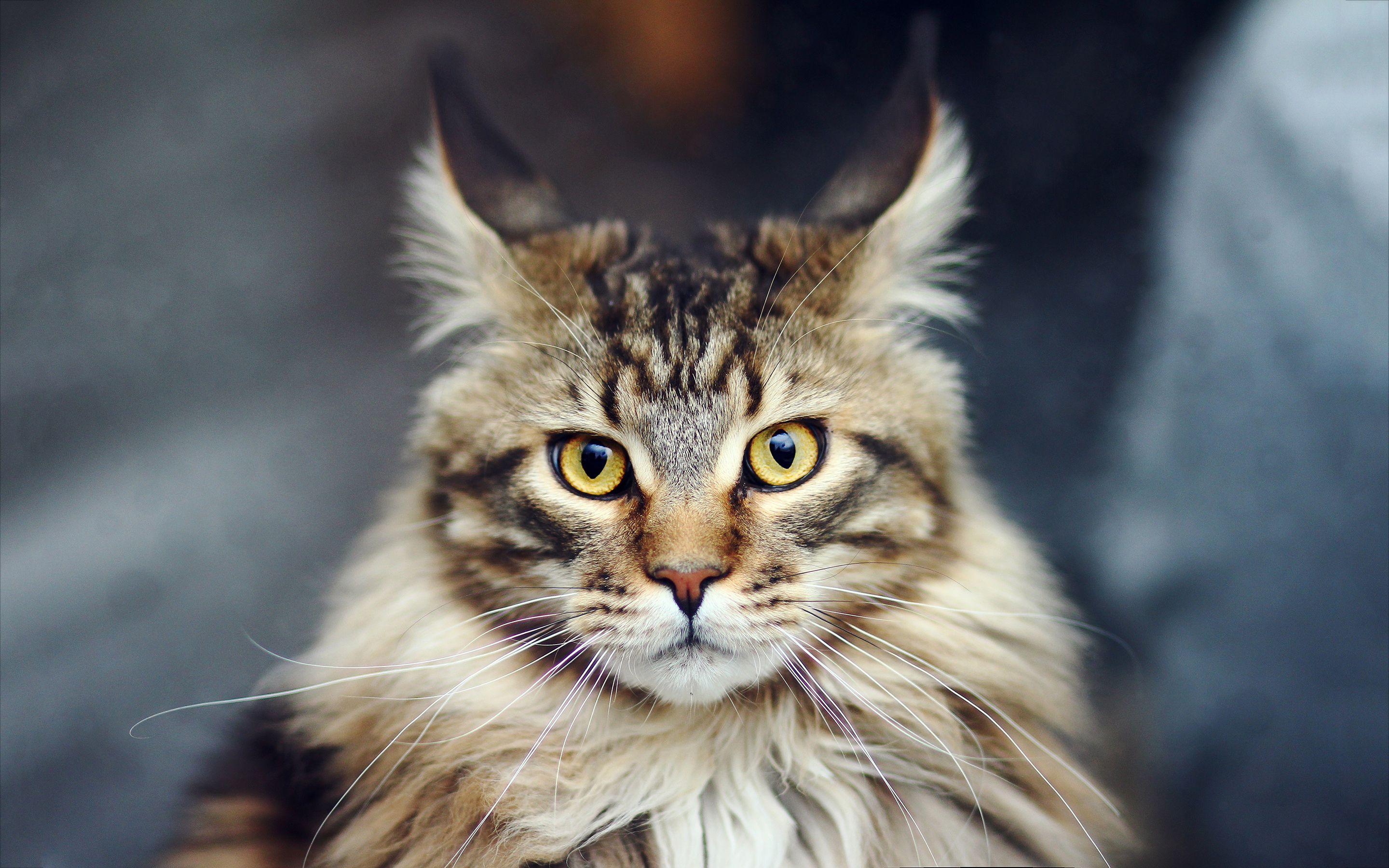 2880x1800 Maine Coon cat wallpaperx1800