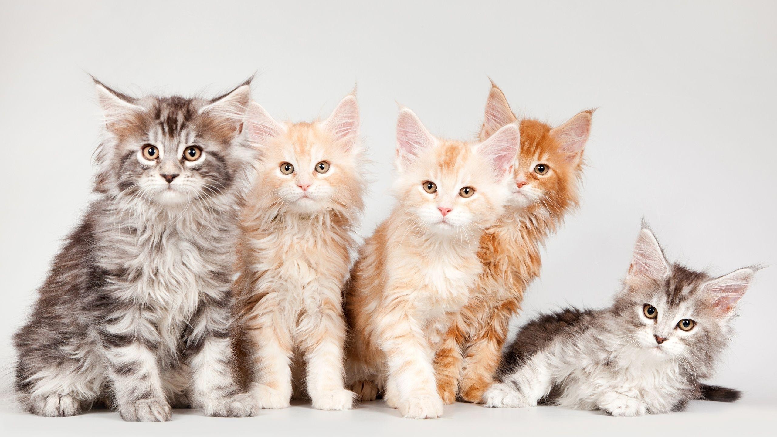2560x1440 image Kittens Maine Coon Cats Fluffy red orange animal 2560x1440