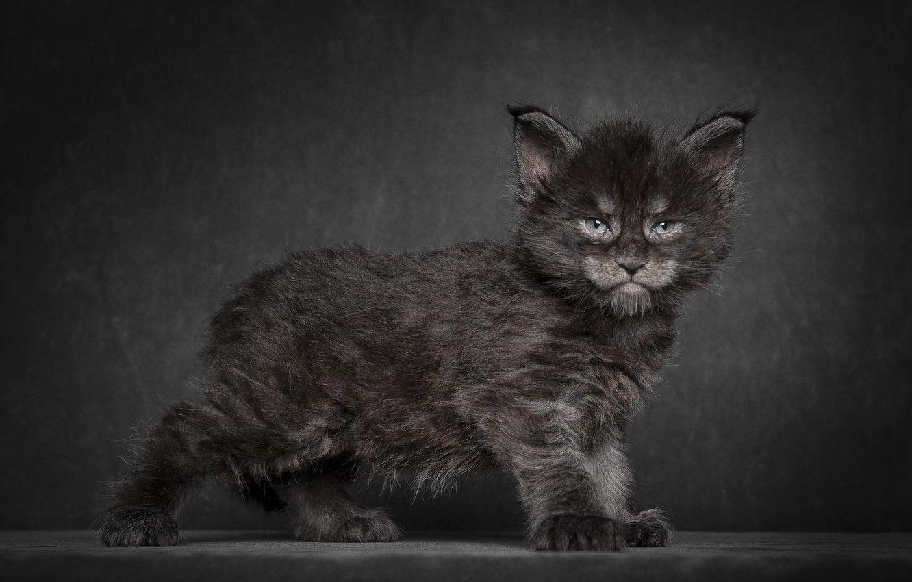 1332x850 Wallpaper cat, kitty, background, black, Maine Coon image for desktop, section кошки