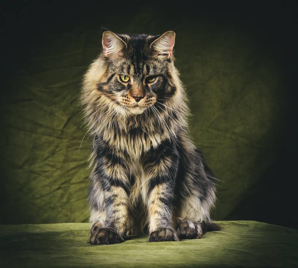 1000x897 iPhone Maine Coon Wallpaper