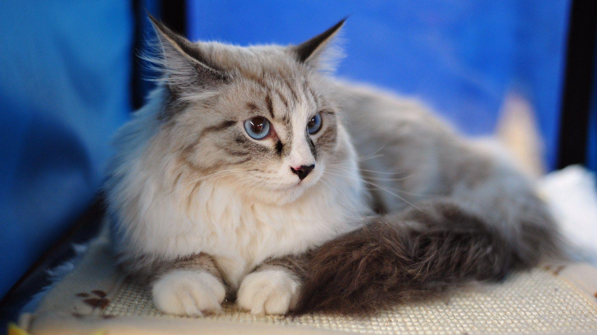 1920x1080 Maine Coon Wallpaper. Maine Wallpaper, Maine Shore Wallpaper and Coastal Maine Wallpaper