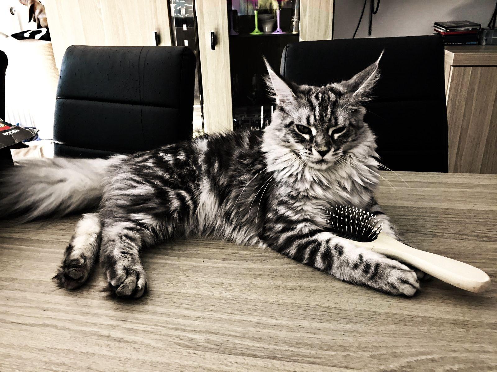 1600x1200 Maine Coon, Maine Coon cat Wallpaper HD / Desktop and Mobile Background