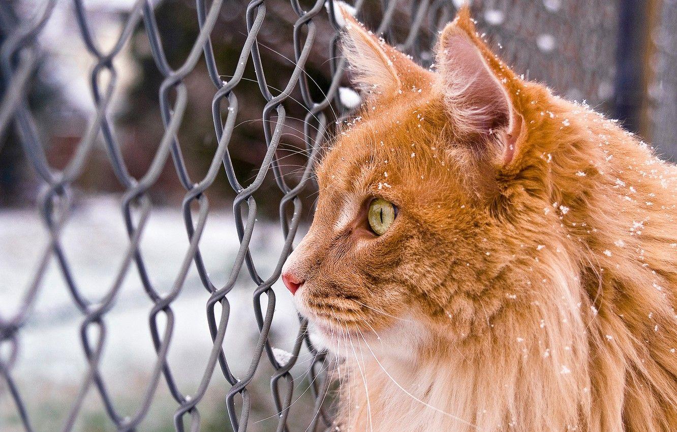 1332x850 Wallpaper winter, cat, cat, look, snow, mesh, red, Maine Coon image for desktop, section кошки