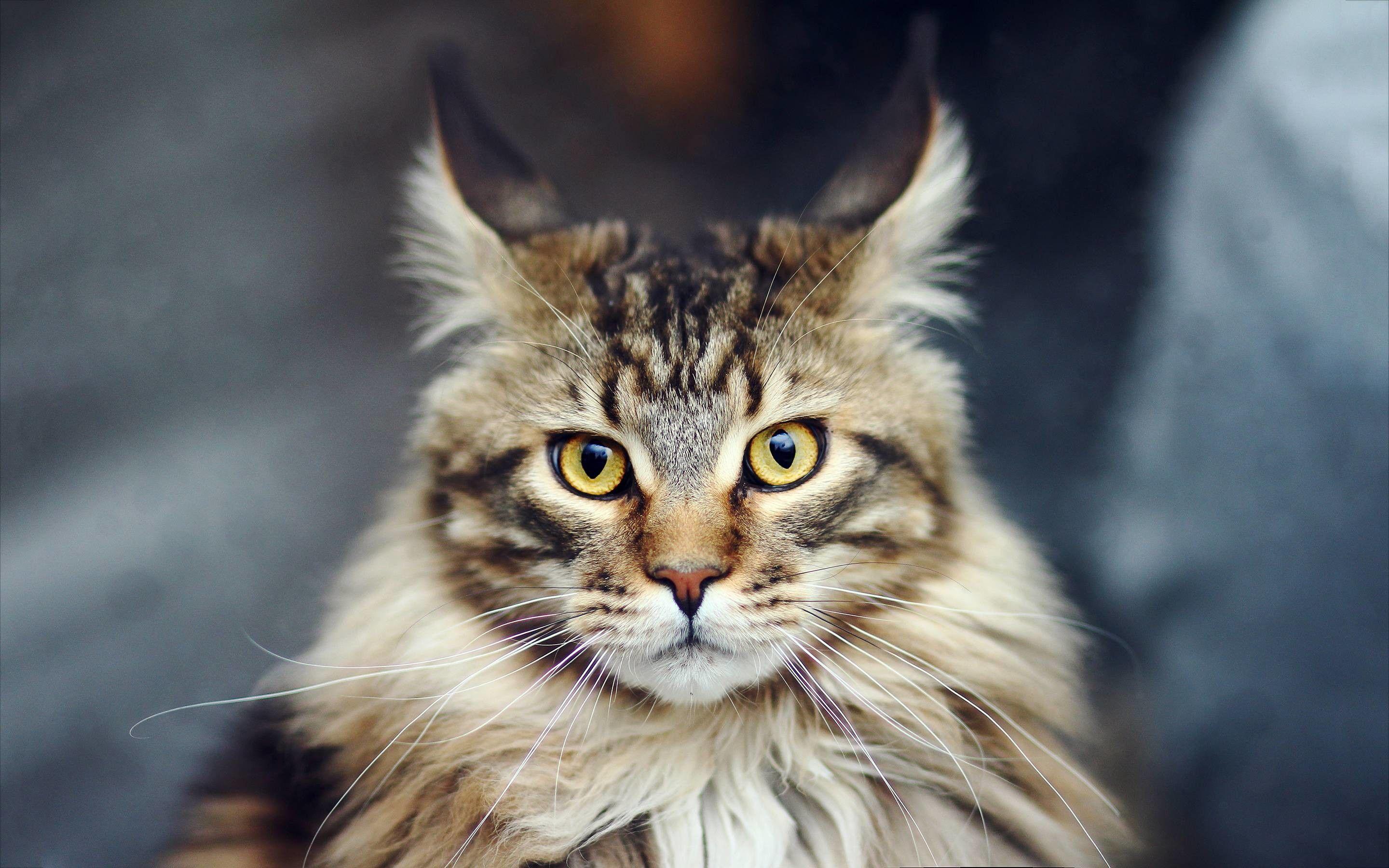 2880x1800 Maine Coon Wallpaper