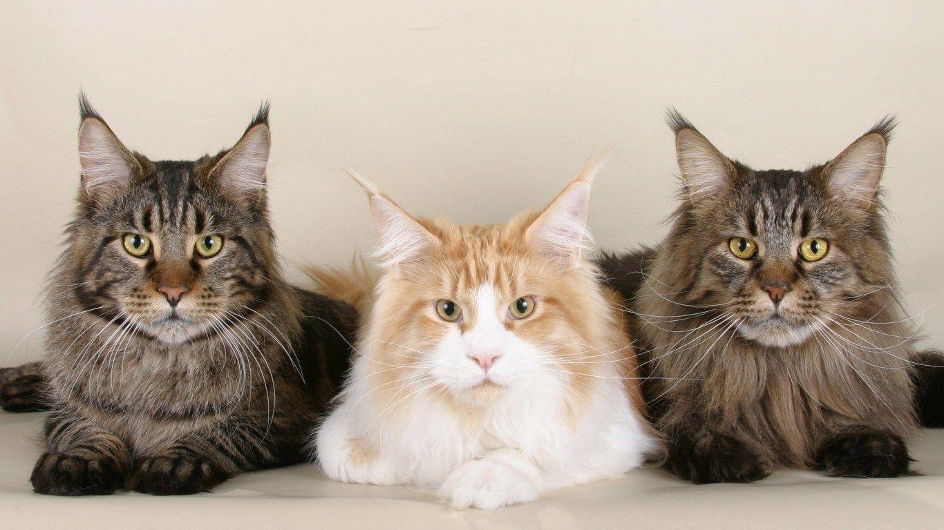 1366x768 Animals