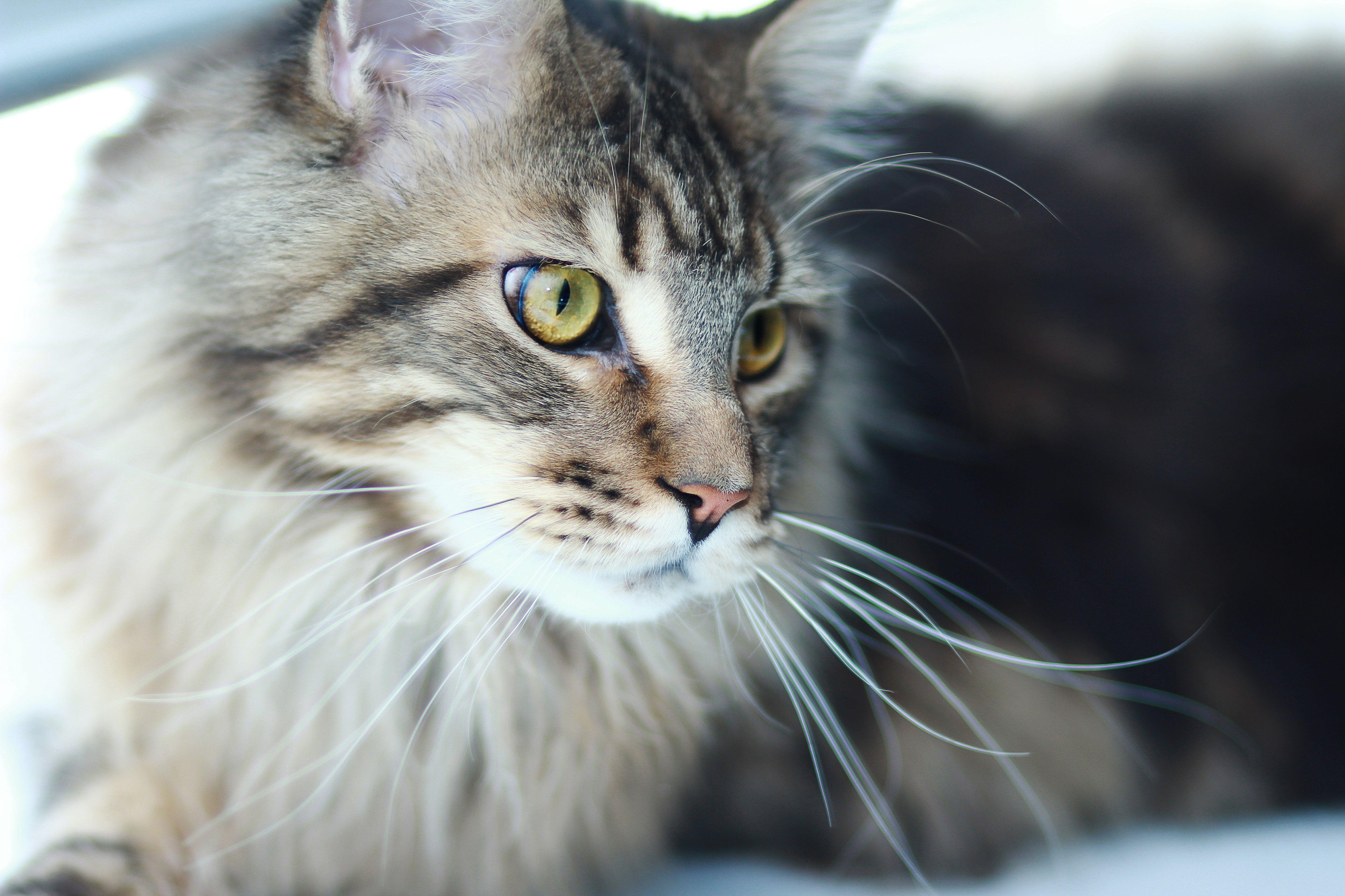 5184x3456 Maine Coon predator cat wallpaperx3456
