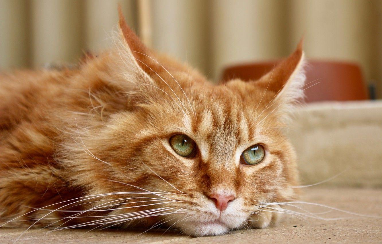 1332x850 Wallpaper cat, look, Maine Coon, cat red image for desktop, section кошки