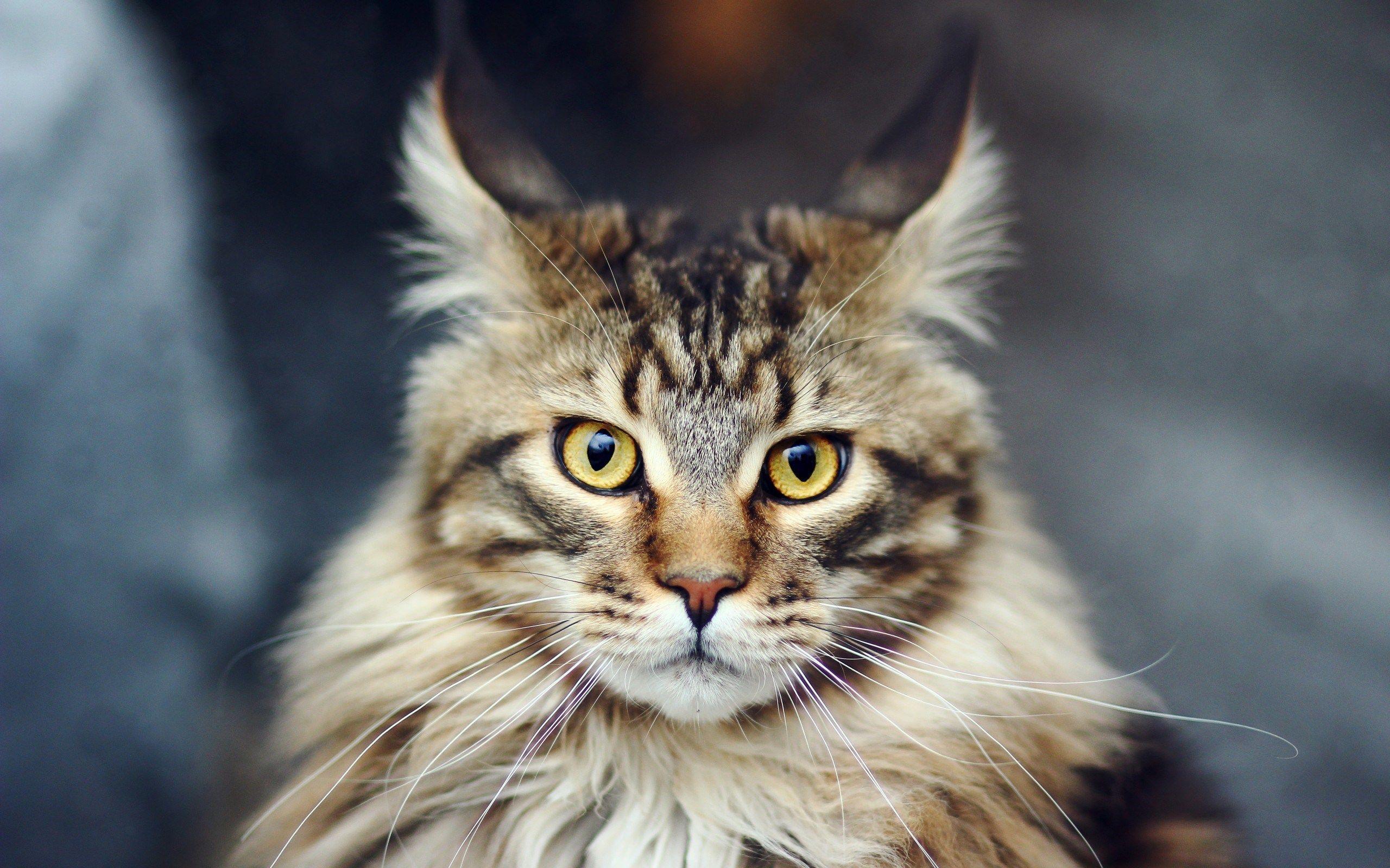 2560x1600 Maine Coon Wallpaper. Maine Wallpaper, Maine Shore Wallpaper and Coastal Maine Wallpaper
