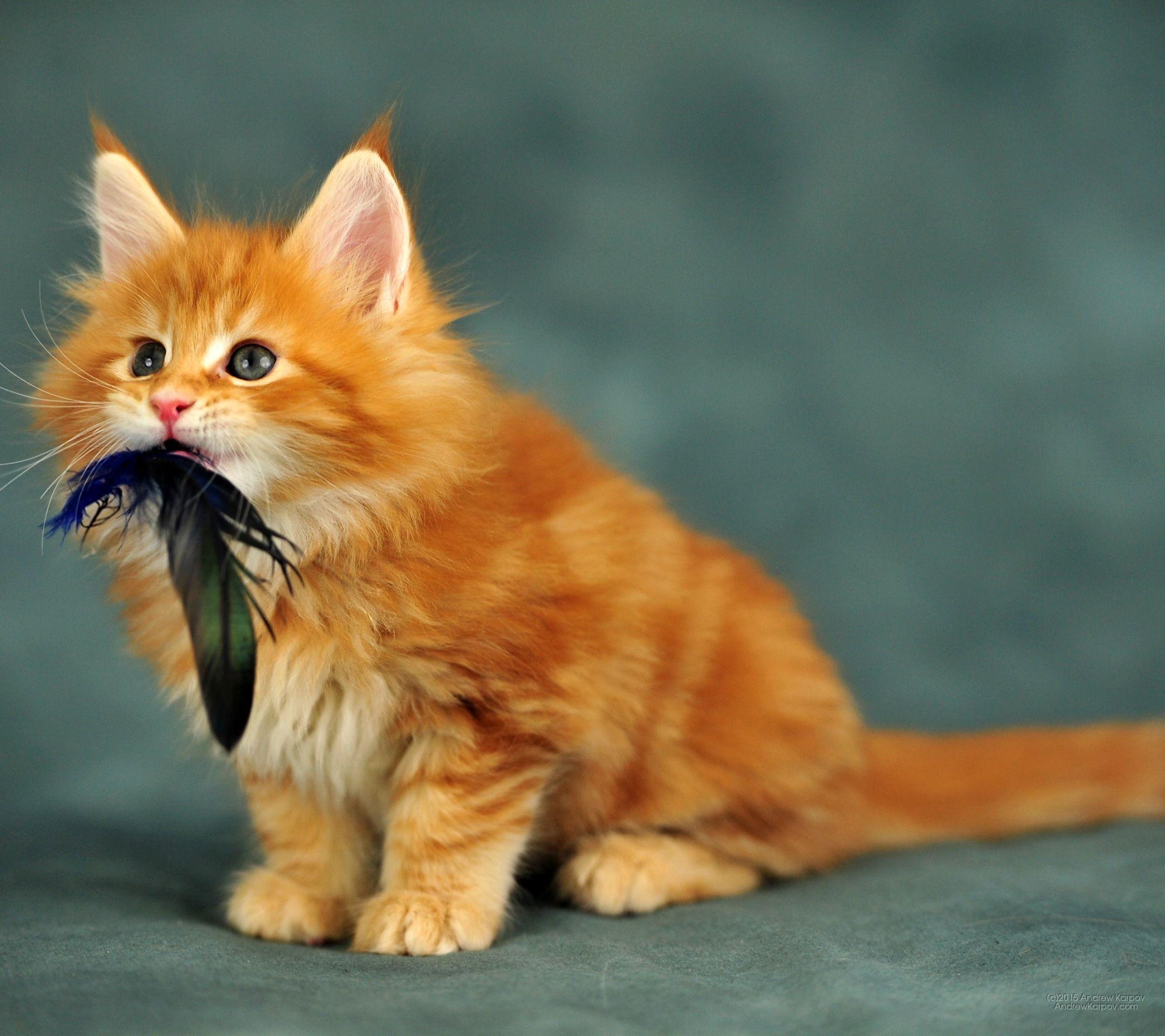 2160x1920 Maine Coon Cats