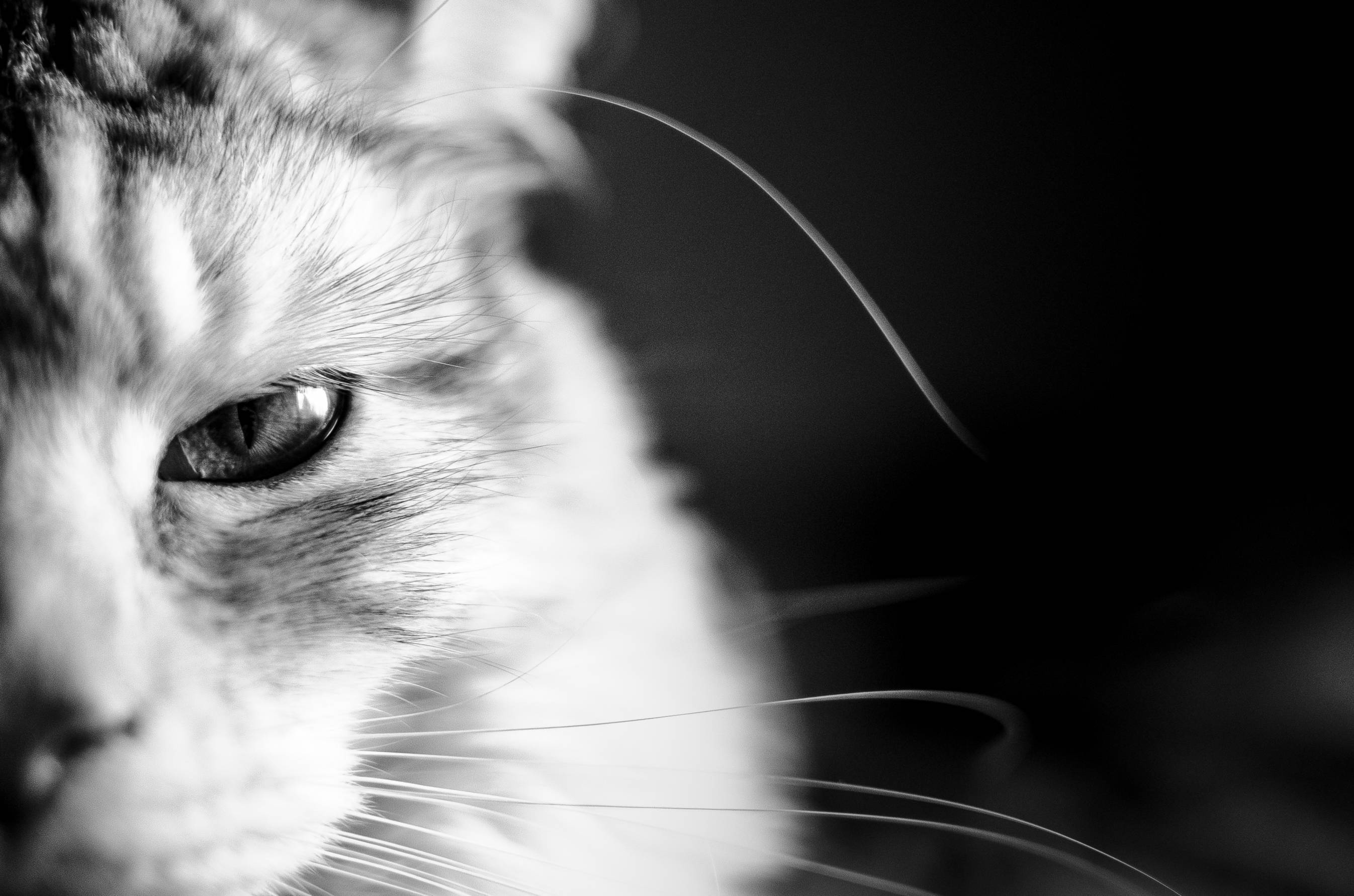 2693x1783 Cat Background Picture