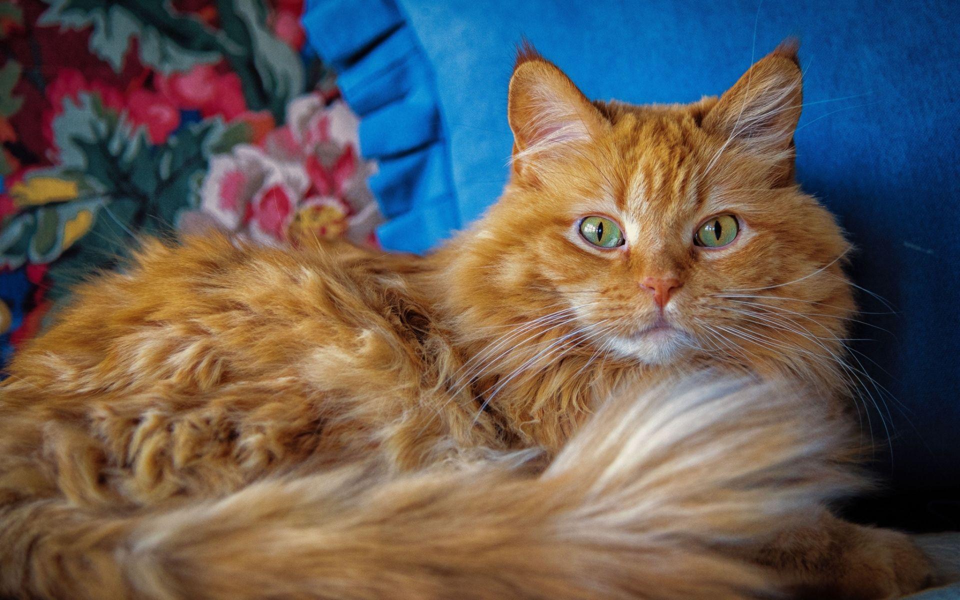 1920x1200 Maine Coon Cat, Close Up, Fluffy Cat, Cute Animals, Coon Fluffy Orange Cat