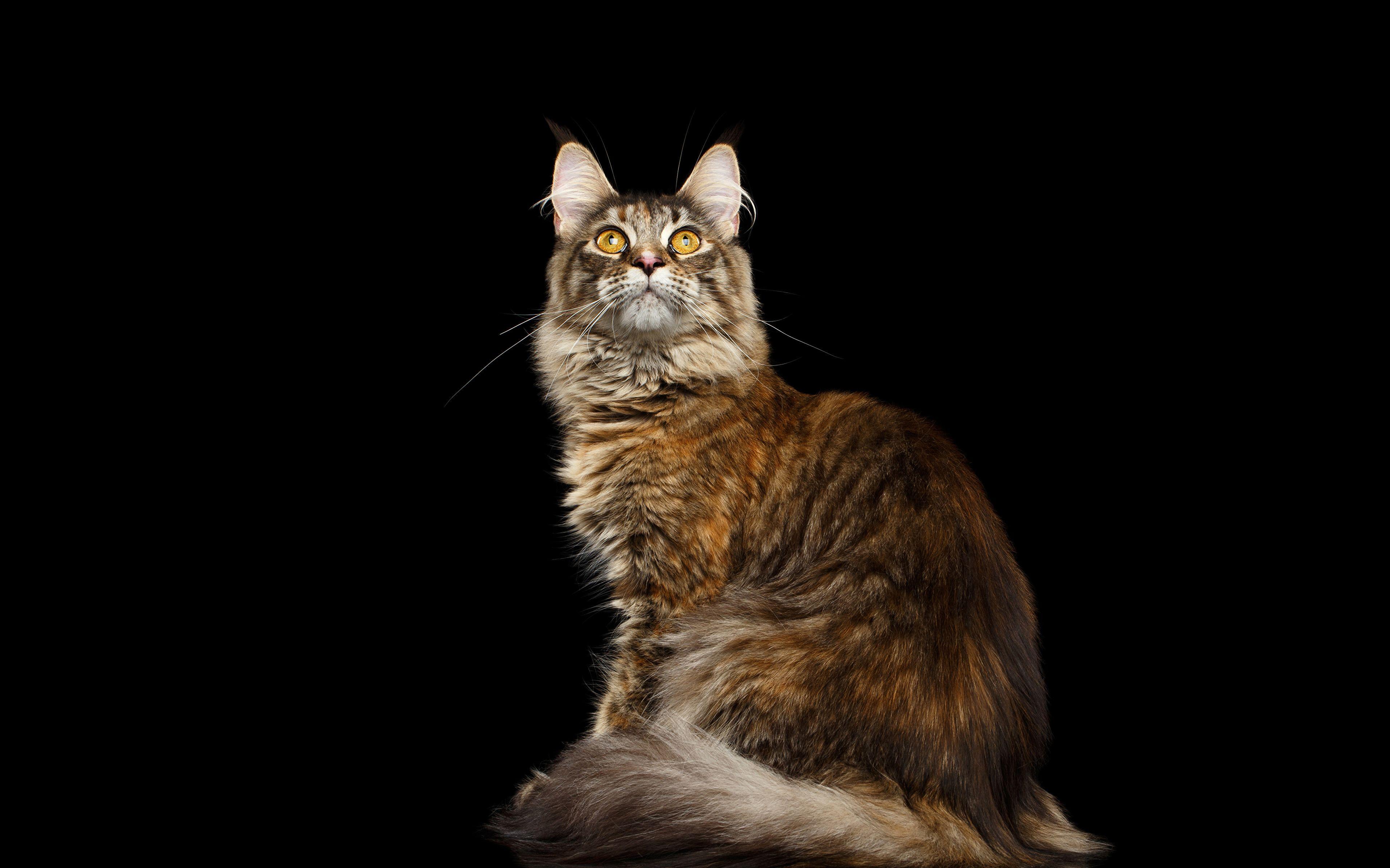 3840x2400 Photos Maine Coon Cats animal Glance Black background 3840x2400