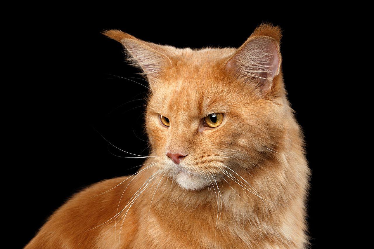 1280x853 Photos Maine Coon Cats red orange animal Black background