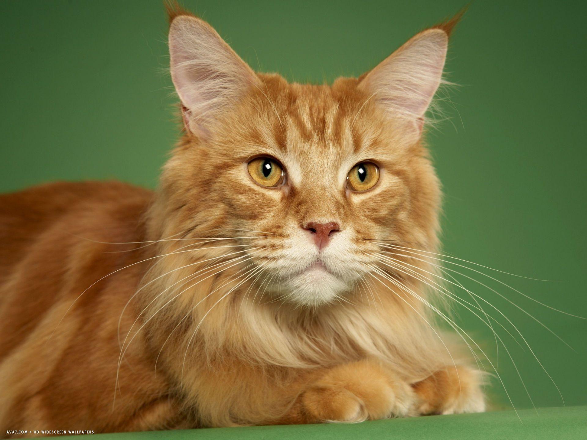 1920x1440 maine coon 17. maine coon cat HD widescreen wallpaper