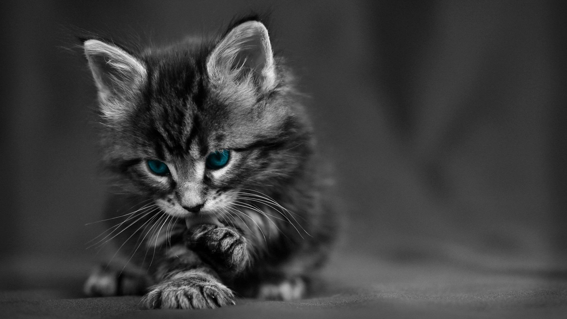 1920x1080 Maine Coon (Kitten, Dark grey) HD Cat Wallpaper