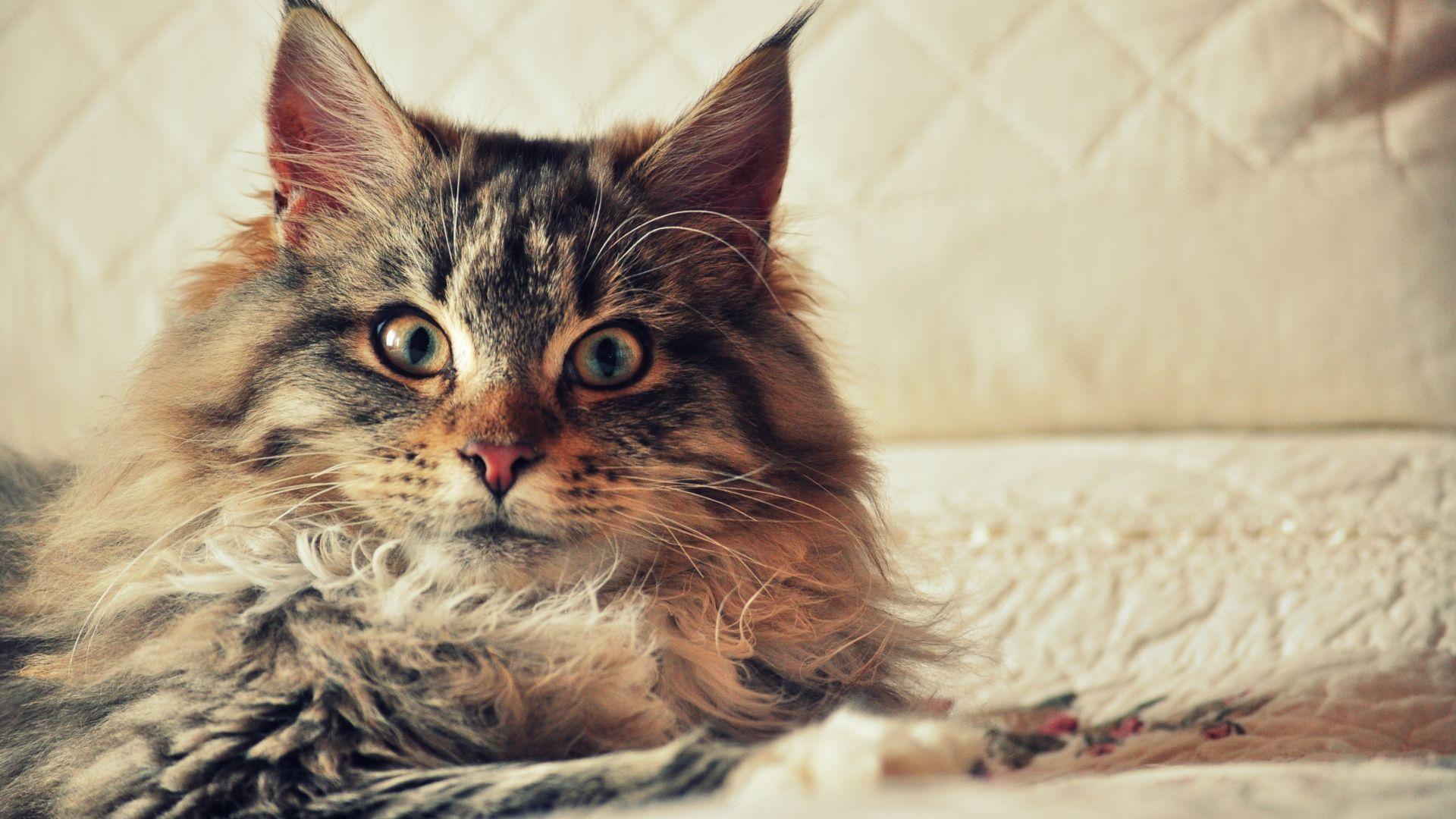 1920x1080 Free download IB26 HD Quality Maine Coon Cats Wallpaper Maine Coon [1920x1080] for your Desktop, Mobile & Tablet. Explore Maine Coon Wallpaper. Maine Wallpaper for Computer, Maine HD Wallpaper