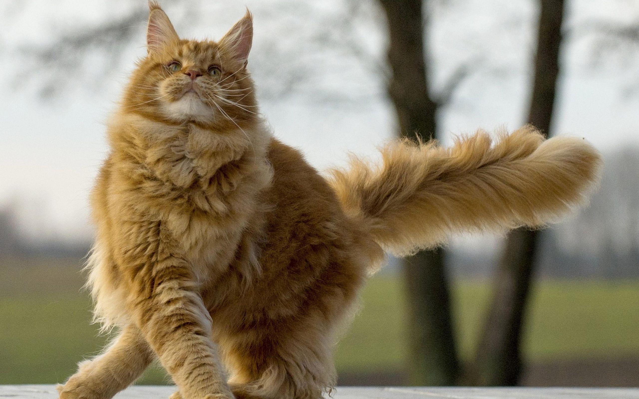 2560x1600 wallpaper maine coon, cat, fluffy, cool HD : Widescreen : High Definition
