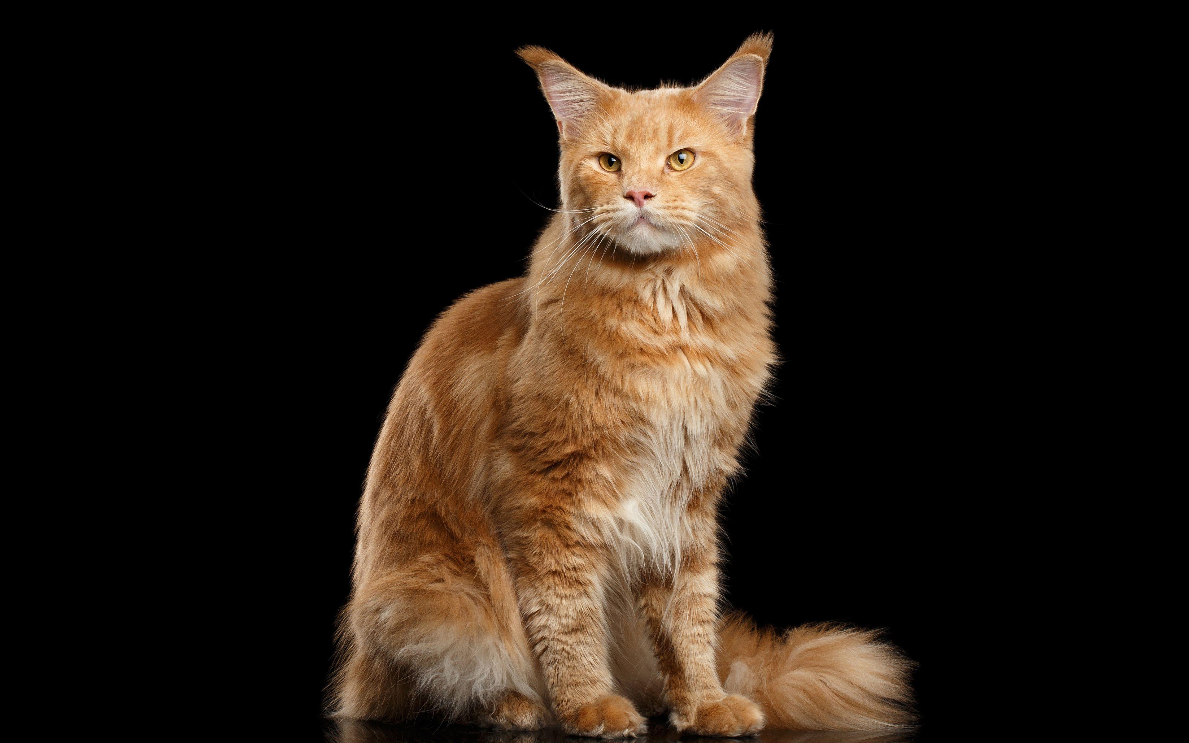 3840x2400 Desktop Wallpaper Maine Coon Cats red orange Animals 3840x2400