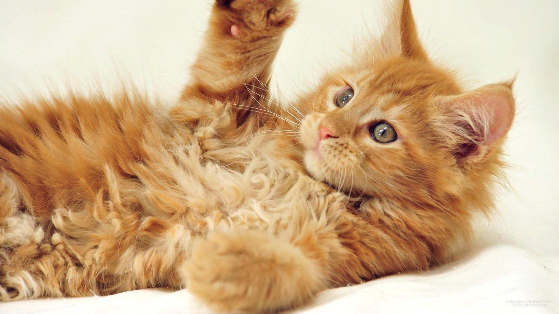 1920x1080 Cats Great And Small