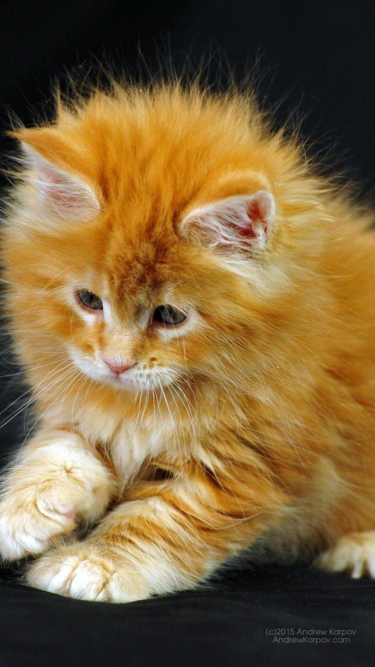 750x1334 Latar Belakang Desktop Download Free Maine Coon Female HD Wallpaper