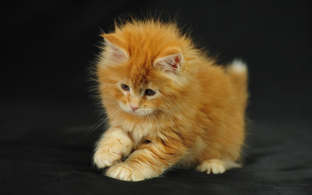 Orange Maine Coon Wallpapers - Top Free Orange Maine Coon Backgrounds ...