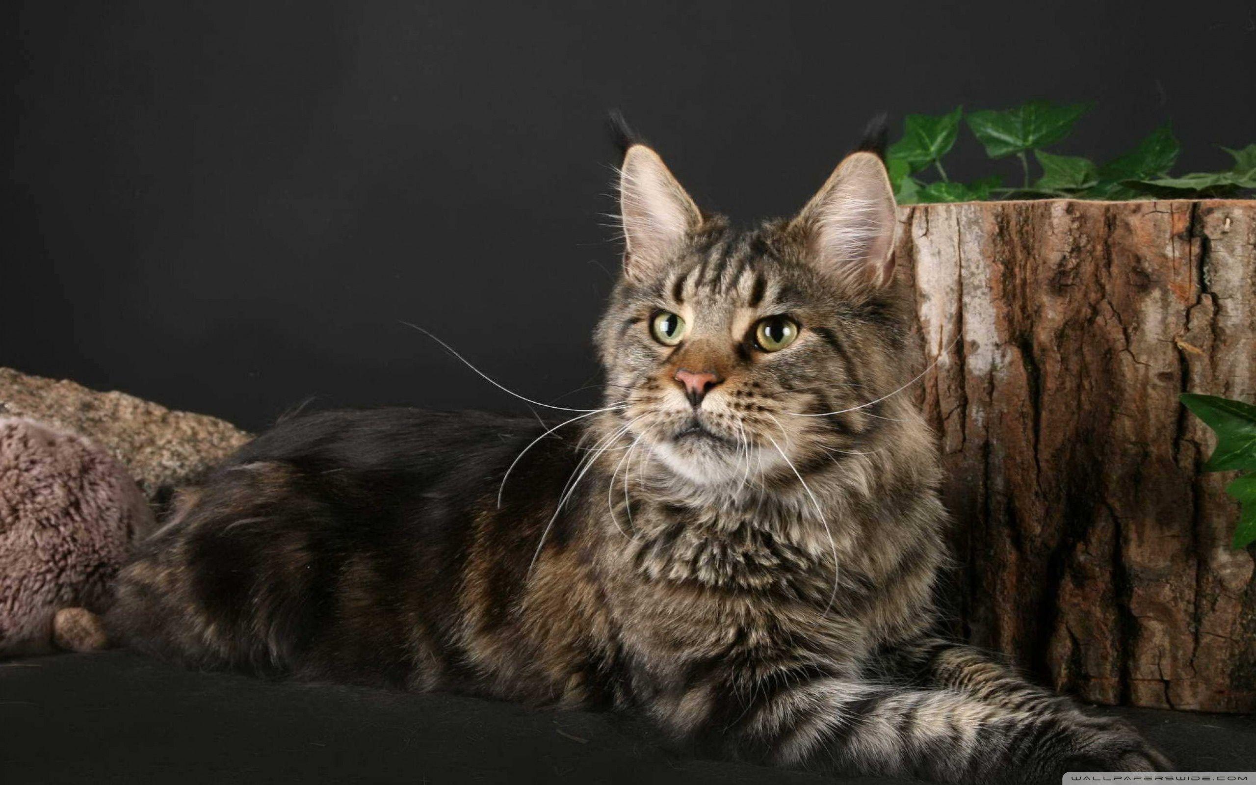 2560x1600 Maine Coon Cat Ultra HD Desktop Background Wallpaper for : Widescreen & UltraWide Desktop & Laptop