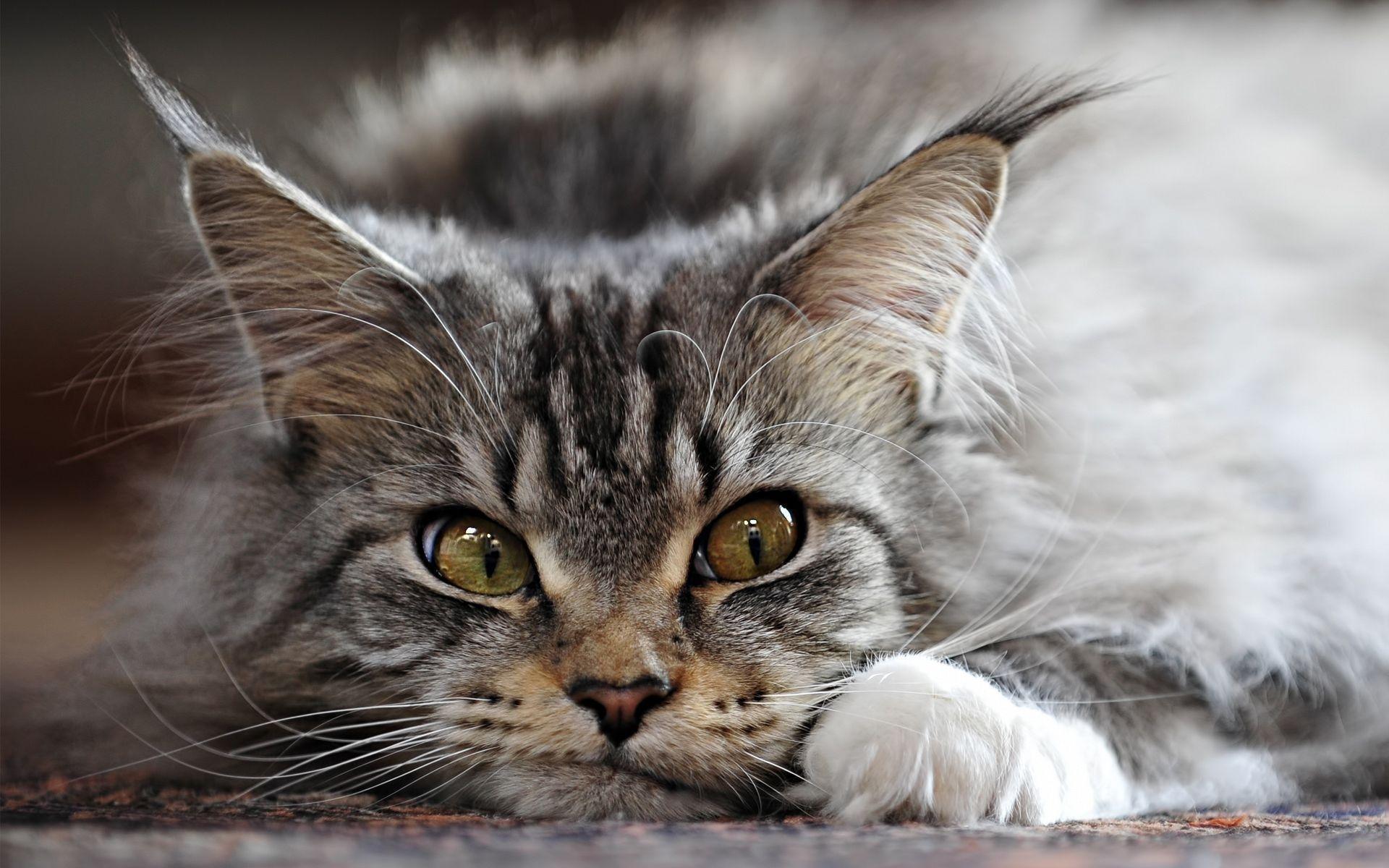 1920x1200 Maine Coon cat wallpaperx1200