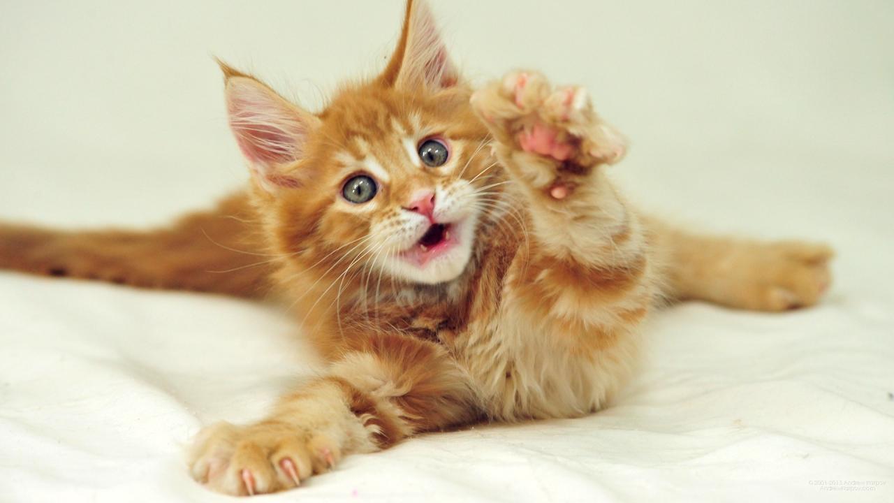 1280x720 Wallpaper Cute Little Red Maine Coon Cat With Gray Eyes On Desktop.com Wallpaper, Picture, Image!
