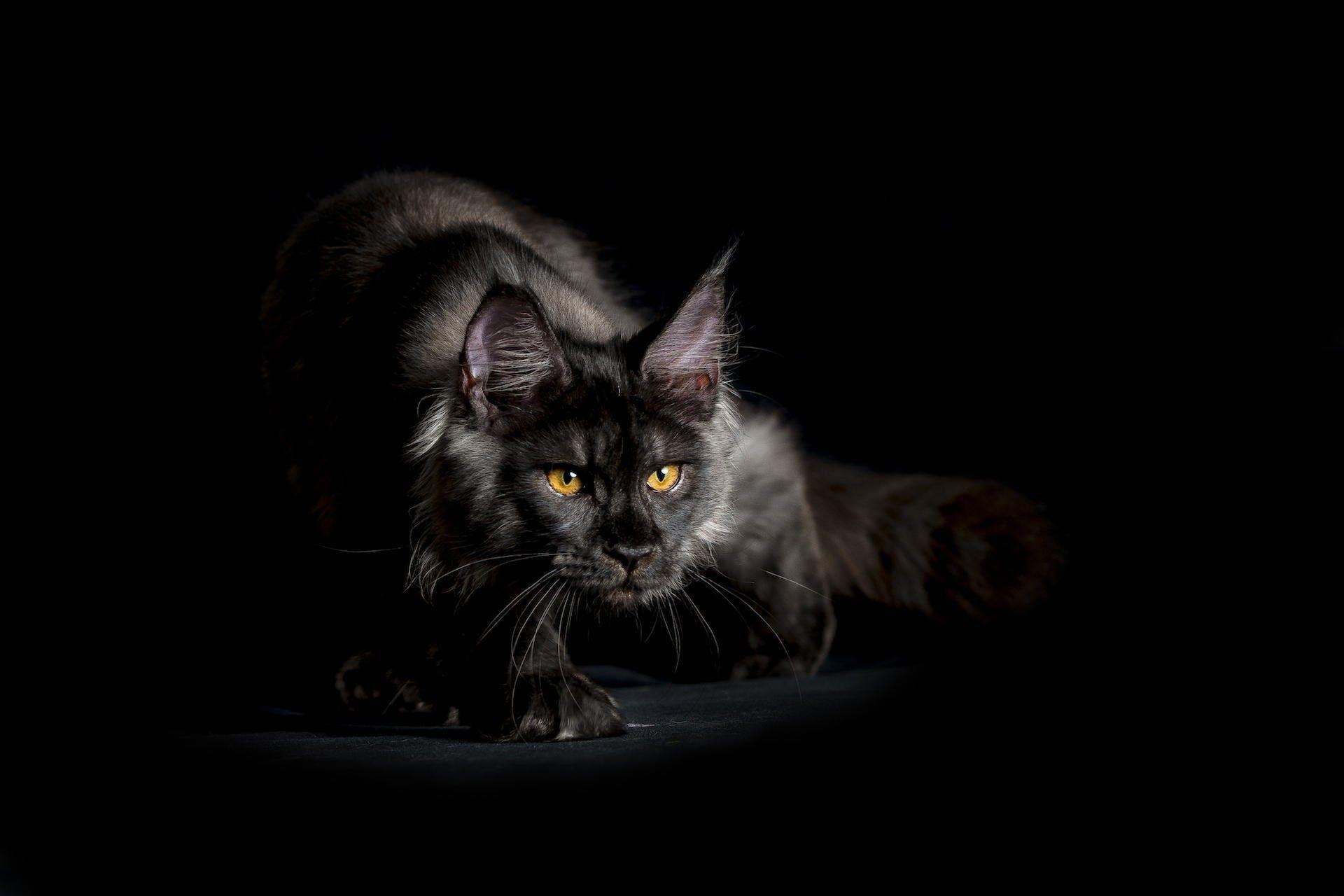1920x1280 Maine Coon Wallpaper