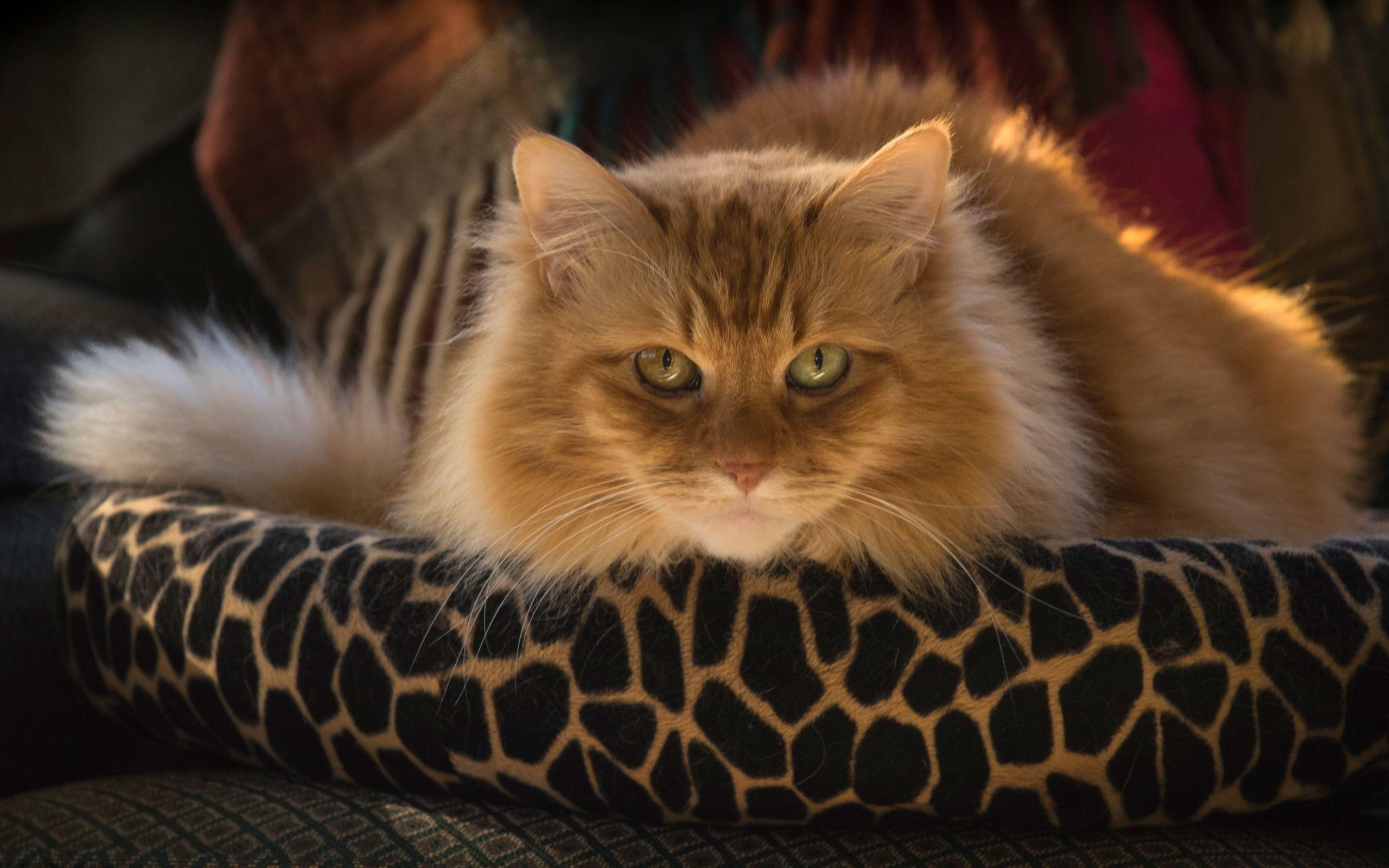 2560x1600 Download wallpaper ginger cat, Maine Coon, muzzle, cute fluffy animals, domestic cat, pets, cats for desktop with resolution 2560x1600. High Quality HD picture wallpaper