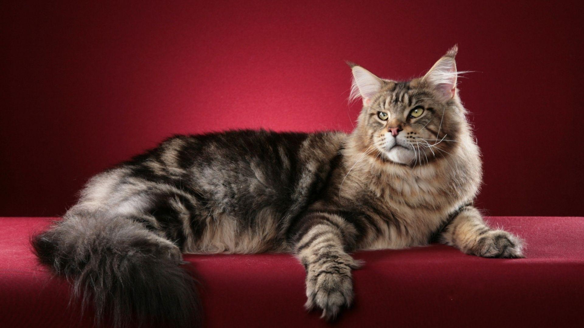 Maine Coon Cat Wallpapers - Top Free Maine Coon Cat Backgrounds ...