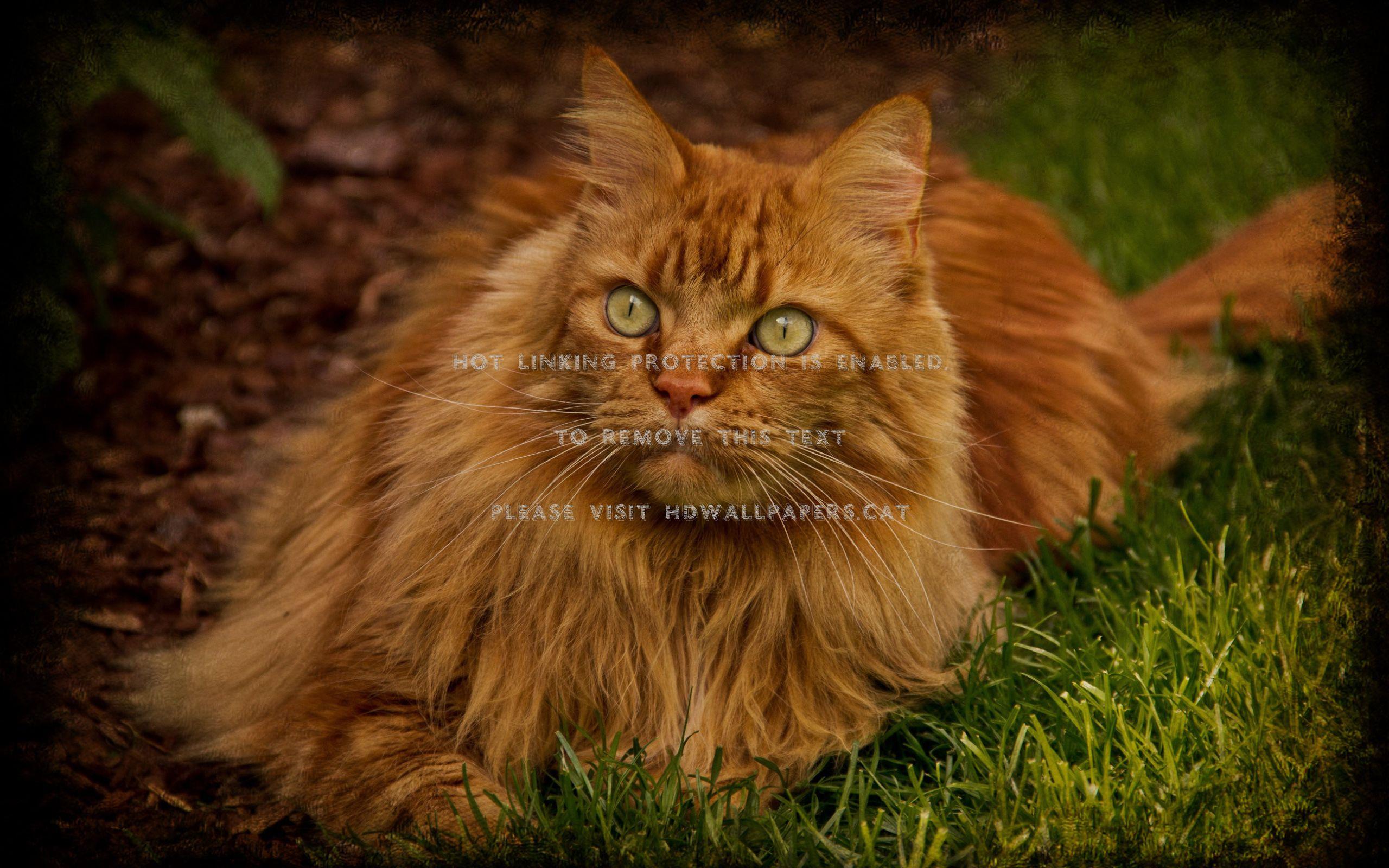 2560x1600 red maine coon kitten cat animals