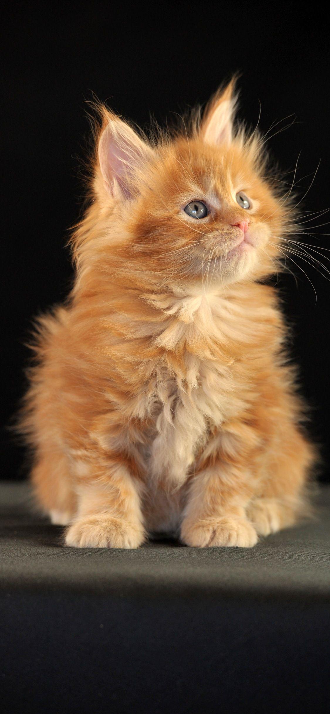 1125x2436 Apple iPhone X kittens. Maine coon: desktop wallpaper