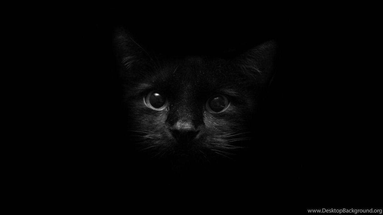 1280x720 Maine Coon Cat Wallpaper Desktop Background