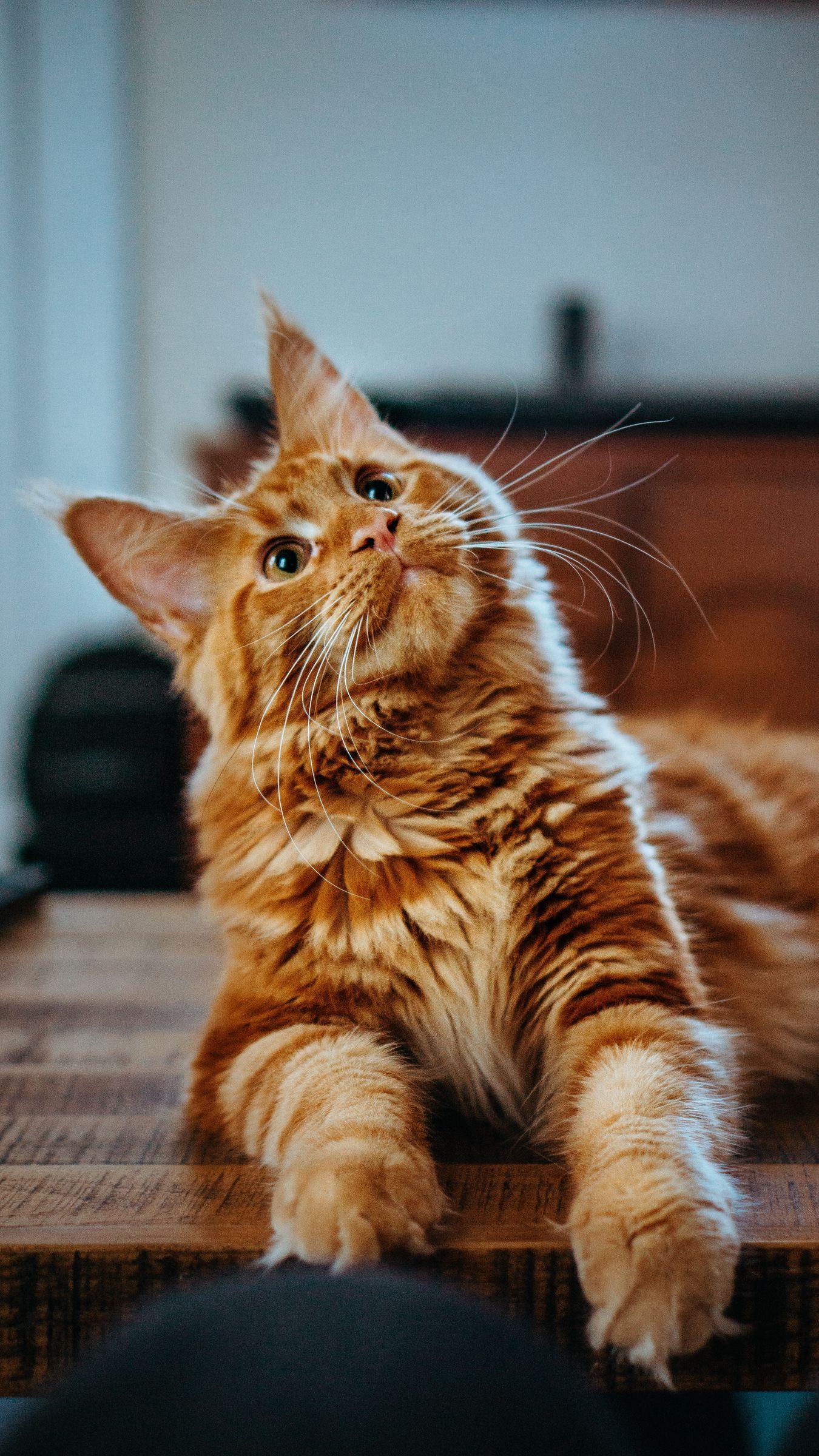 1350x2400 Download wallpaper 1350x2400 cat, maine coon, fluffy, glance, pet iphone 8+/7+/6s+/for parallax HD background