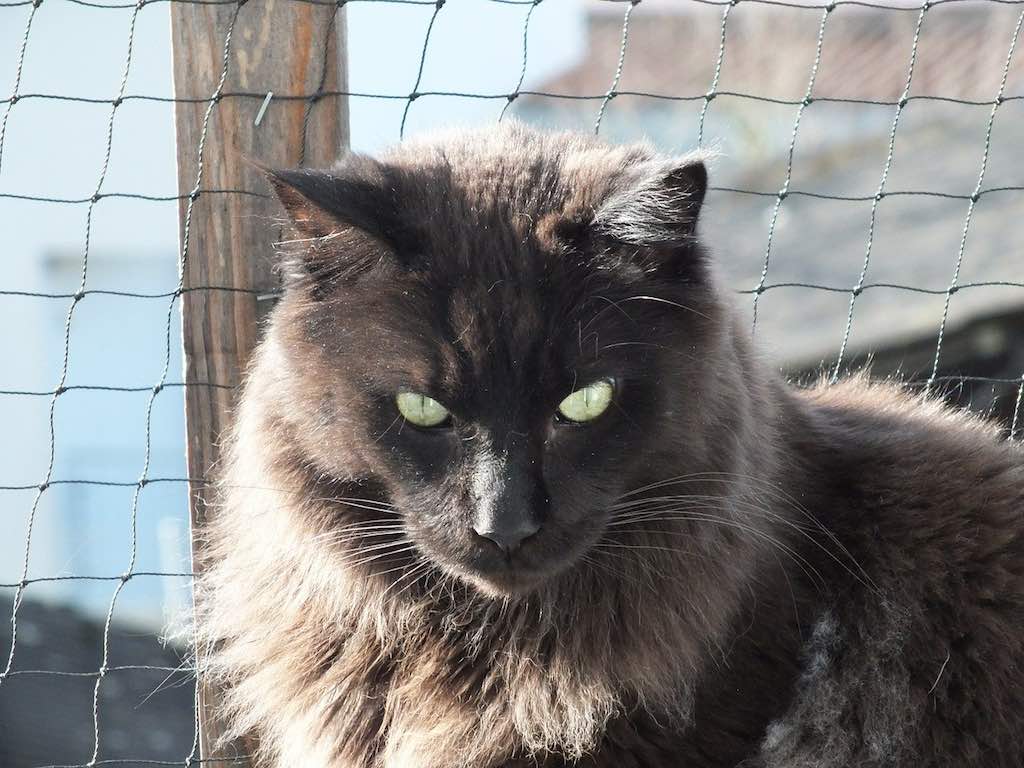 1024x768 How To Tell If Your Cat Is Part Maine Coon