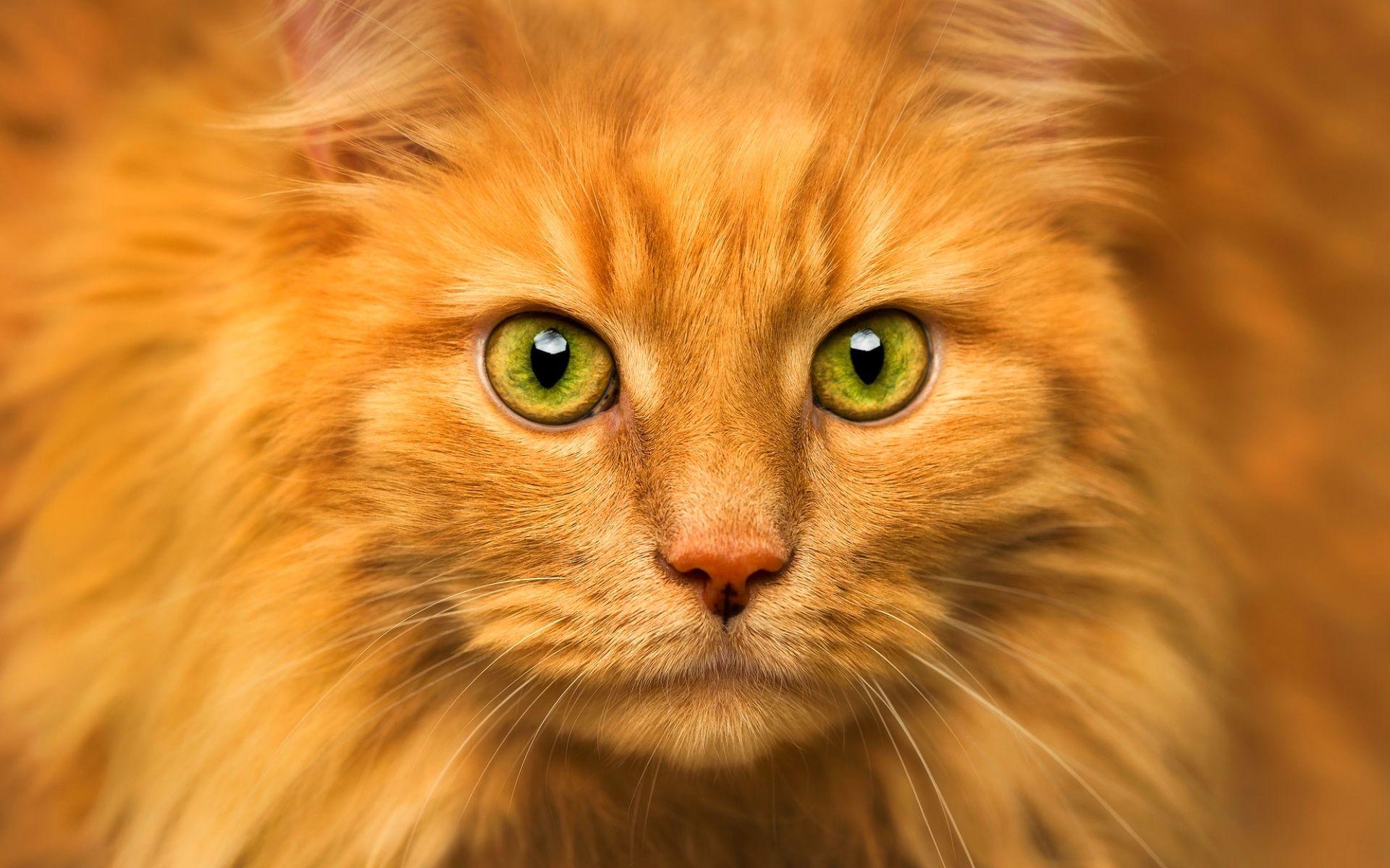 1920x1200 Download wallpaper Maine Coon, ginger cat, green eyes, fluffy cat, cute animals, ginger Maine Coon, pets, cats, domestic cats, Maine Coon Cat for desktop with resolution 1920x1200. High Quality HD picture wallpaper