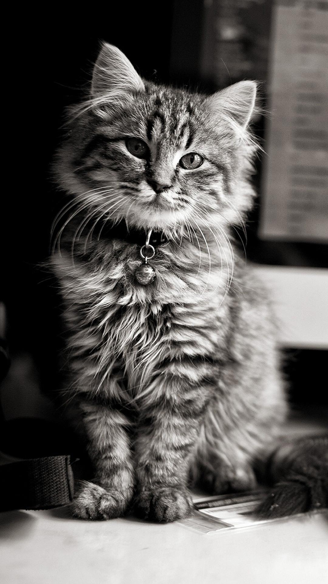 1080x1920 Maine Coon (Apple, Computer, Keyboard) HD Cat Wallpaper