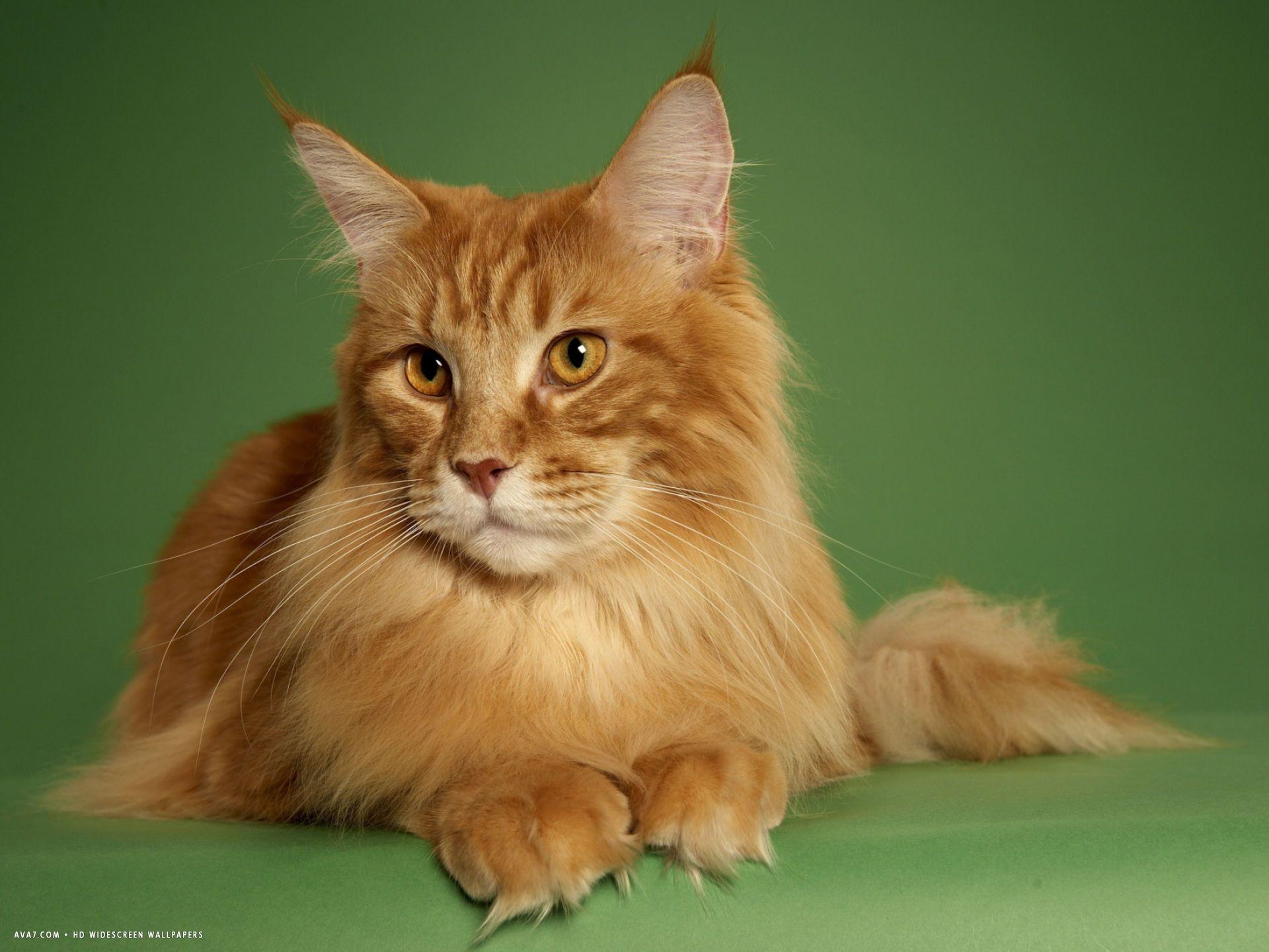 1920x1440 maine coon 14. maine coon cat HD widescreen wallpaper
