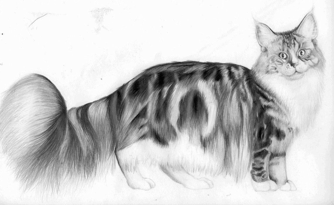 1140x701 Maine Coon drawing photo and wallpaper. Beautiful Maine Coon drawing picture